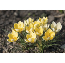 Gelbe Krokusse im Gartenbeet