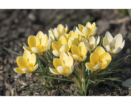 Gelbe Krokusse im Gartenbeet