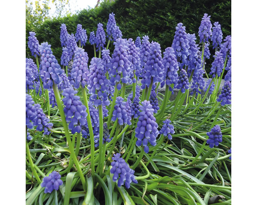 Nahaufnahme von blühenden Traubenhyazinthen im Garten.
