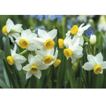 Narzissenblüten mit gelben Trompeten in Nahaufnahme