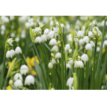 Nahaufnahme von Märzenbechern im Garten.