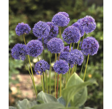 Blühender Zierlauch im Garten