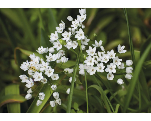 Nahaufnahme von Grassblättern mit Bündeln von Blumenzwiebeln