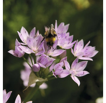 Hummel auf Lauchblüte