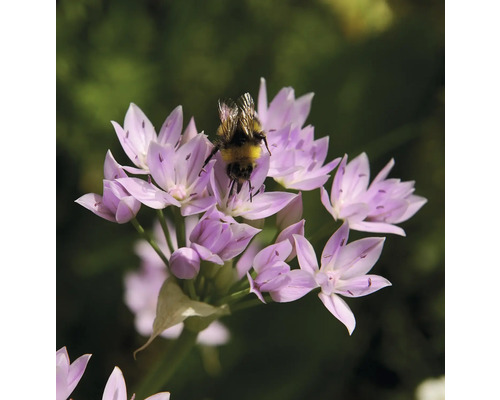 Hummel auf Lauchblüte
