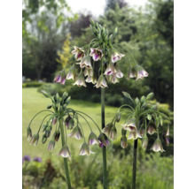 Blühende Tränen-Lauch-Pflanzen im Garten