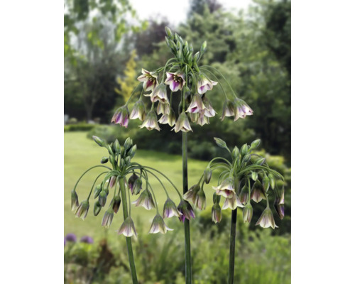 Blühende Tränen-Lauch-Pflanzen im Garten