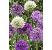 Nahaufnahme von Zierlauchblüten im Garten