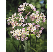 Nahaufnahme von Allium-Blütenständen