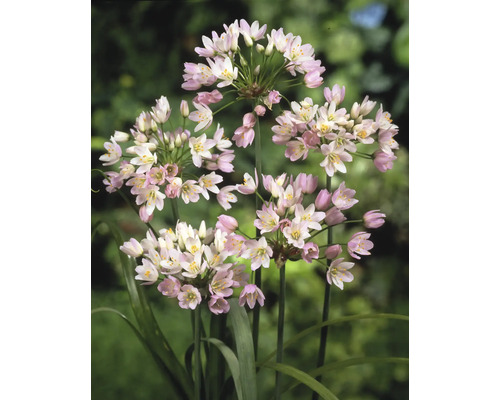 Nahaufnahme von Allium-Blütenständen
