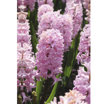 Nahaufnahme von Hyazinthenblüten im Gartenbeet