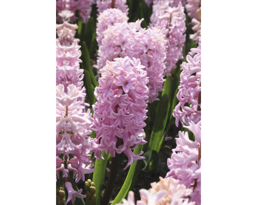 Nahaufnahme von Hyazinthenblüten im Gartenbeet