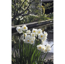Narzissenblüten im Garten in der Nähe eines Gewässers