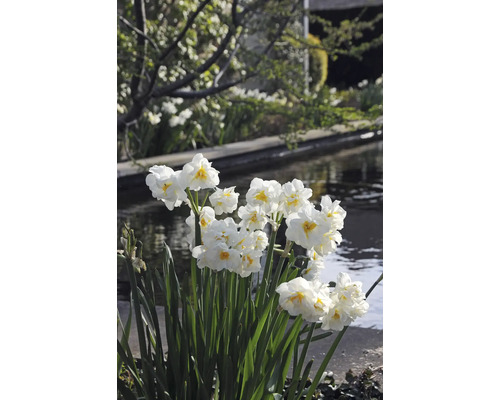 Narzissenblüten im Garten in der Nähe eines Gewässers