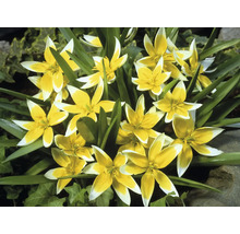 Gruppe von gelb-weissen Wildtulpen im Garten.