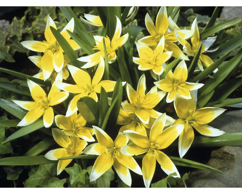 Gruppe von gelb-weissen Wildtulpen im Garten.