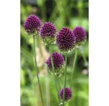 Gros plan de fleurs d'ail d'ornement dans le jardin