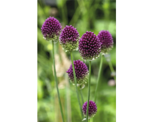 Gros plan de fleurs d'ail d'ornement dans le jardin