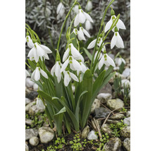 Groupe de perce-neige dans le jardin
