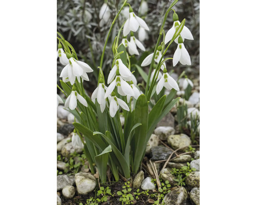 Groupe de perce-neige dans le jardin