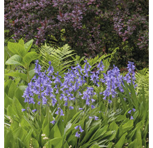 Vue de jardin avec des jacinthes des bois en fleurs entre les fougères et les arbustes