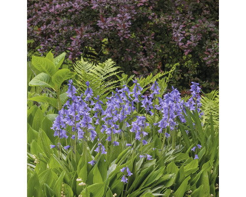 Vue de jardin avec des jacinthes des bois en fleurs entre les fougères et les arbustes