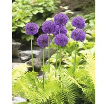 Gruppe von Zierlauch im Gartenbeet