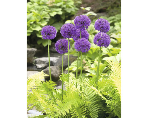 Gruppe von Zierlauch im Gartenbeet