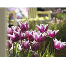 Nahaufnahme von lila-weissen Tulpen mit grünen Blättern im Garten.
