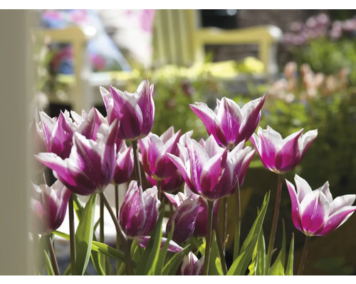 Nahaufnahme von lila-weissen Tulpen mit grünen Blättern im Garten.