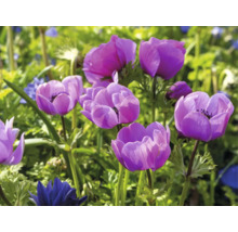 Nahaufnahme von Veilchenblumen im Garten.