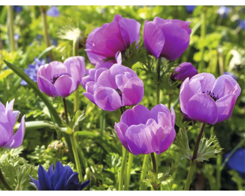 Nahaufnahme von Veilchenblumen im Garten.