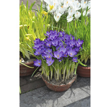 Krokusse in Töpfen im Aussenbereich