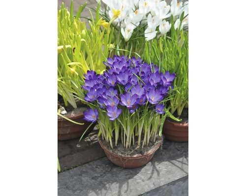 Krokusse in Töpfen im Aussenbereich