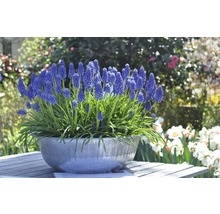 Blau blühende Traubenhyazinthen in einer Schale auf einem Gartentisch