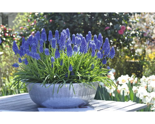 Blau blühende Traubenhyazinthen in einer Schale auf einem Gartentisch