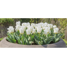 Gruppe weisser Tulpen in einem Pflanzgefäss