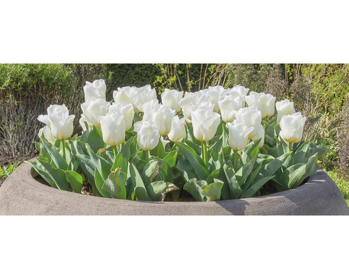 Gruppe weisser Tulpen in einem Pflanzgefäss