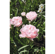 Nahaufnahme von rosa Tulpen im Garten