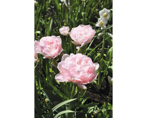 Nahaufnahme von rosa Tulpen im Garten