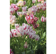 Nahaufnahme einer Gruppe rotgestreifter Tulpen im Garten.