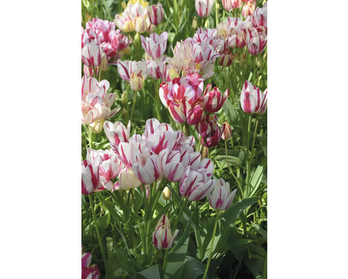 Nahaufnahme einer Gruppe rotgestreifter Tulpen im Garten.
