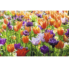 Feld mit Tulpen und Zierlauch