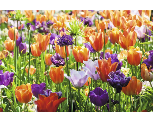 Feld mit Tulpen und Zierlauch