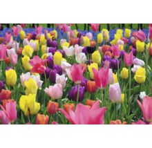Champ avec différentes variétés de tulipes