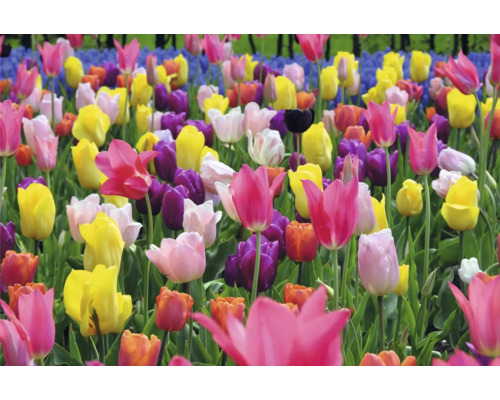 Champ avec différentes variétés de tulipes