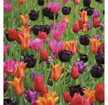 Champ avec différentes variétés de tulipes