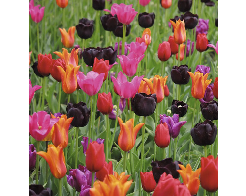 Champ avec différentes variétés de tulipes
