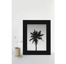 Image en noir et blanc d'un palmier dans un cadre photo noir