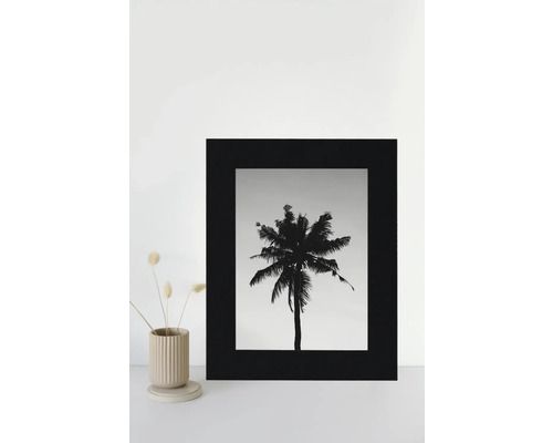 Image en noir et blanc d'un palmier dans un cadre photo noir